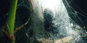 Argyroneta aquatica, voici l’araignée qui peut faire des toiles sous l’eau !
