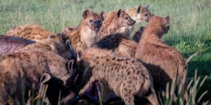Pourquoi les attaques mortelles d’hyènes se multiplient au Kenya ?