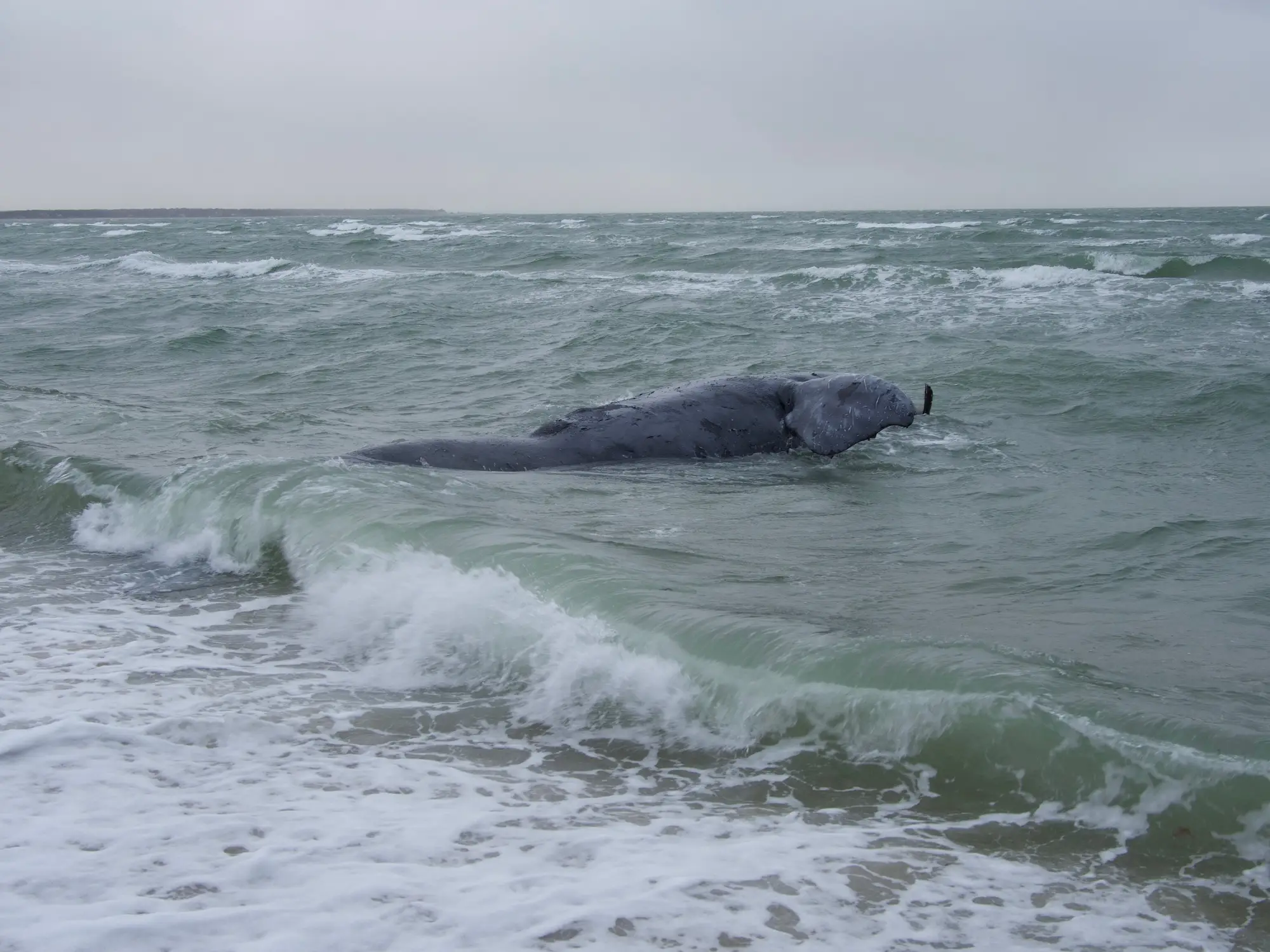 Baleines franches : Une perte de plus pour l’espèce en danger critique