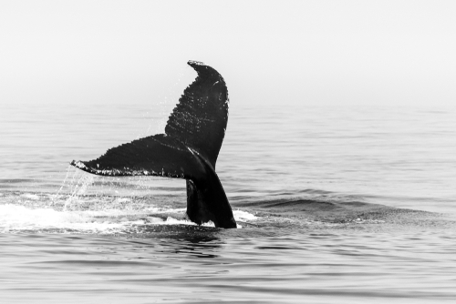 Baleines noire de l’Atlantique du Nord : une étude alarme sur un inquiétant changement physique de l’animal