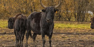 Le Beefalo, un hybride de vaches et de bisons bénéfique pour la planète et notre santé ?