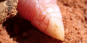 Caché pendant 90 ans, cet étrange ver-lézard rose fait de nouveau surface ! Mais pourquoi ?