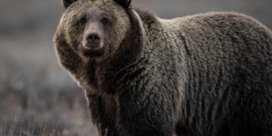 Canada : confrontation violente capturée en vidéo, un grizzly contre un ours noir