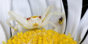 Une chasse ingénieuse : voici les méthodes des araignées-crabes pour capturer leurs proies