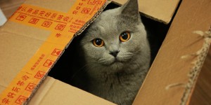 Pourquoi les chats aiment autant les boîtes en carton ?