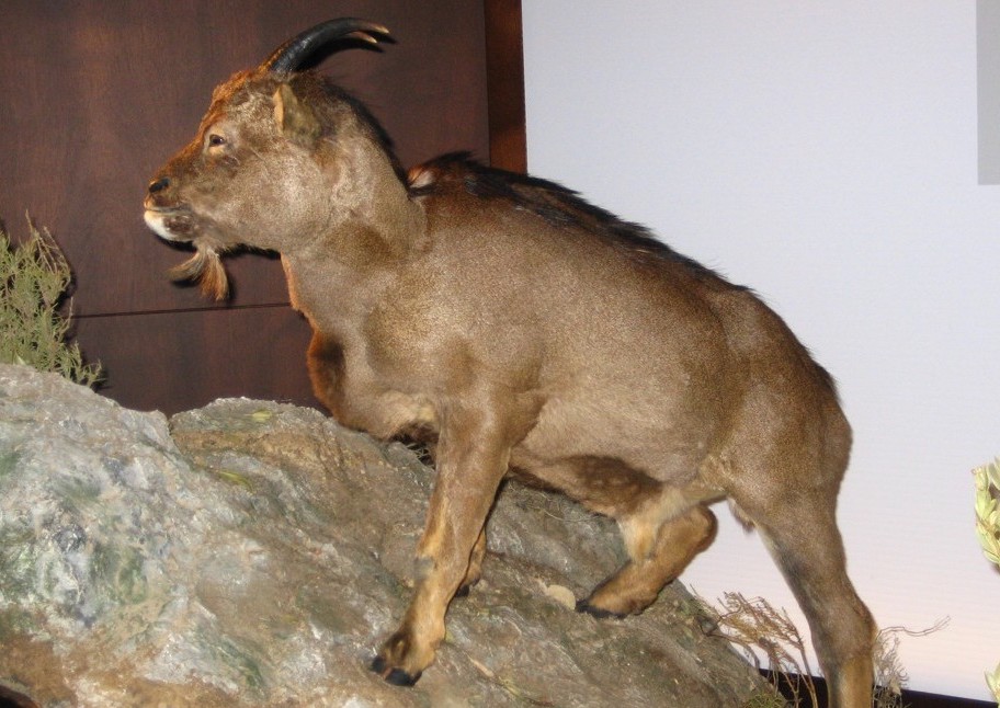 Cette chèvre disparue il y a 3 000 ans serait le seul mammifère à sang froid connu