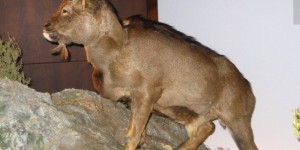 Cette chèvre disparue il y a 3 000 ans serait le seul mammifère à sang froid connu