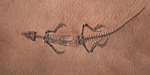“Un peu choqués et tristes”, la vérité sur ce fossile de lézard perturbe les scientifiques