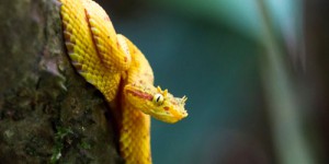 Colombie : de superbes nouvelles espèces de vipères recensées en Amérique centrale