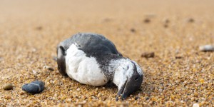 Échouage massif d’oiseaux marins sur les plages françaises : une situation alarmante