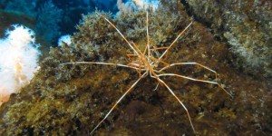 Une équipe de recherche résout le mystère de la reproduction de Colossendeis megalonyx une araignée de mer géante de l’Antarctique
