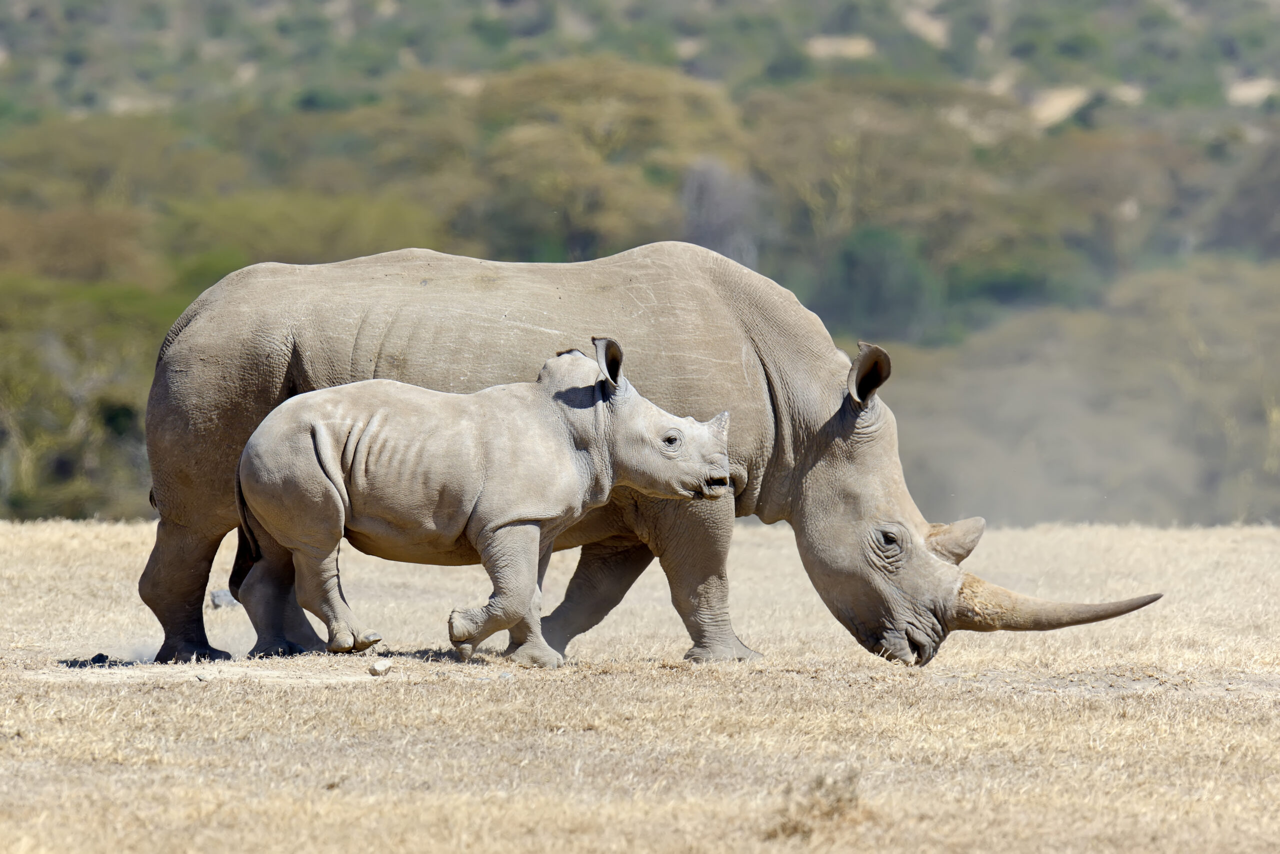 Une FIV réussie pourrait sauver le rhinocéros blanc du Nord de l’extinction