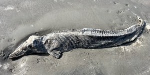 L’étrange cas d’un dauphin « momifié » découvert sur une plage américaine