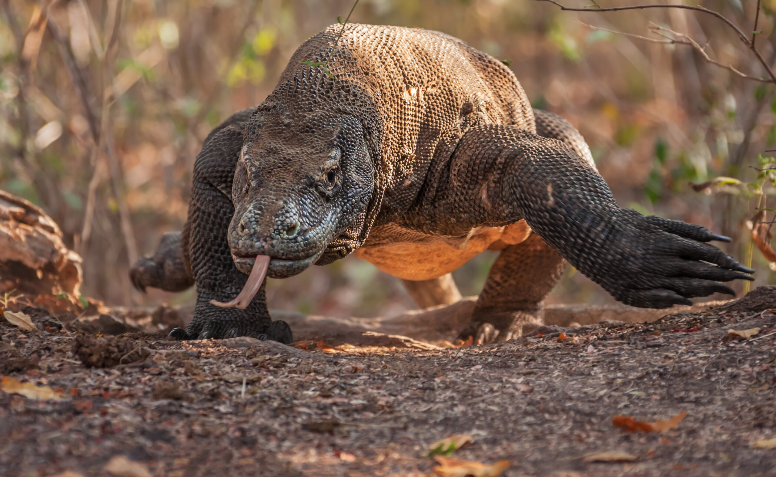 L’impressionnant varan de Komodo possède des dents similaires à celles des grands dinosaures carnivores bipèdes