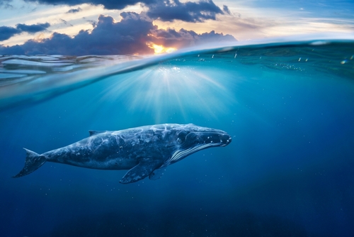 Les mystères du chant des baleines enfin élucidés par une étude approfondie