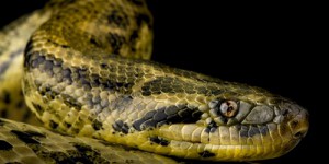 Une nouvelle espèce d’anaconda découverte en Amazonie dans le cadre d’un tournage