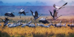 Les oiseaux migrateurs de retour en Chine : à quel prix ?
