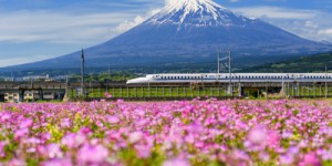 Comment ce petit oiseau a-t-il aidé à améliorer le Shinkansen, le train à grande vitesse japonais ?