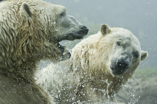 Polaire, grizzli, brun, panda… Quel est l’ours le plus lourd au monde ?