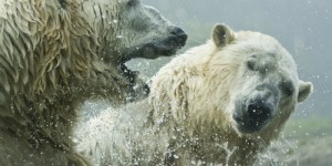 Polaire, grizzli, brun, panda… Quel est l’ours le plus lourd au monde ?