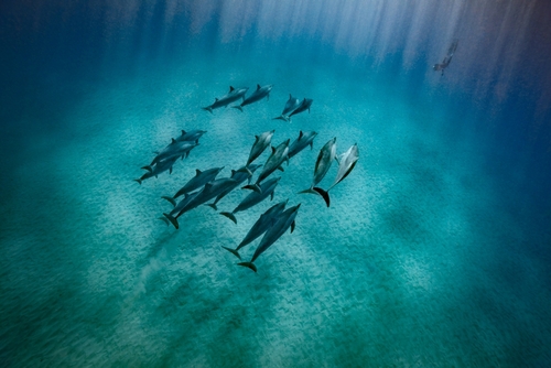 Que sait-on sur les captures accidentelles de dauphins dans le golfe de Gascogne, et pourquoi est-il si difficile de les éviter ?