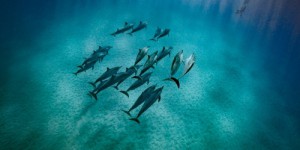 Que sait-on sur les captures accidentelles de dauphins dans le golfe de Gascogne, et pourquoi est-il si difficile de les éviter ?