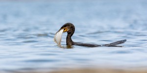 Seine-Maritime : sauver les poissons en tuant les cormorans ?