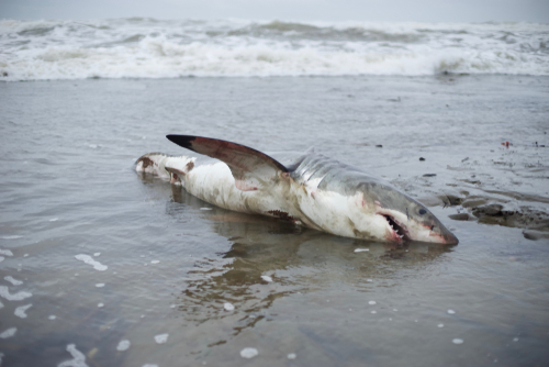 Australie : un requin blanc échoué sur une plage , un mal “sinistre” le rongeait de l’intérieur