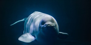 Baleines : une nouvelle étude analyse leur ménopause pour mieux comprendre celle de l’espèce humaine