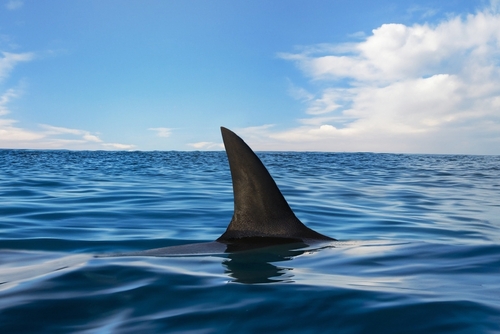 Comment le changement climatique amène requins et raies à migrer vers le Nord