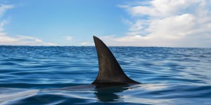 Comment le changement climatique amène requins et raies à migrer vers le Nord