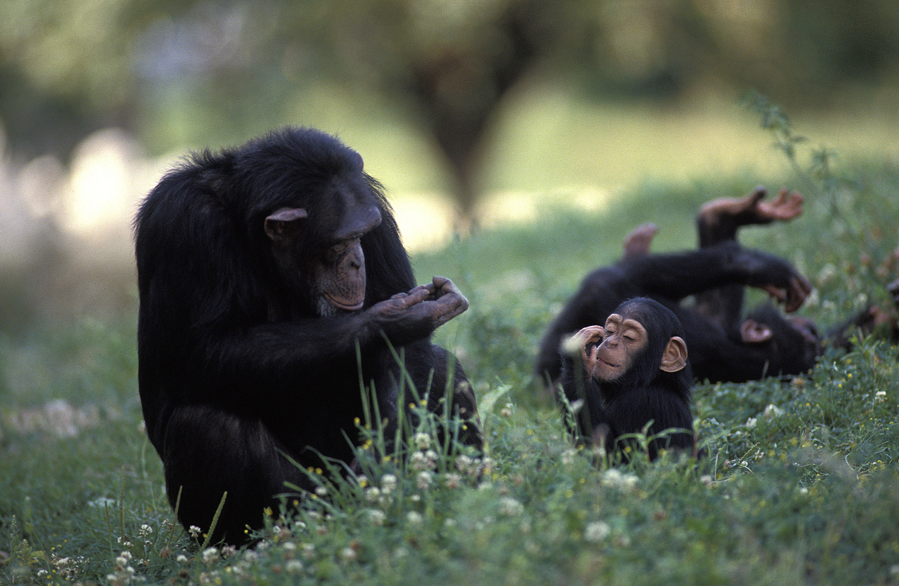 Des chercheurs font une découverte fascinante sur les bourdons et les chimpanzés