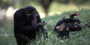 Des chercheurs font une découverte fascinante sur les bourdons et les chimpanzés