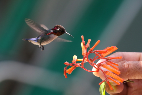 Le colibri d’Elena, un oiseau minuscule aux performances étonnantes