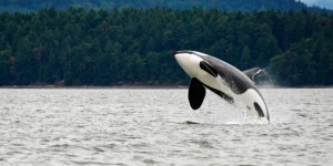 Le comportement déchirant d’une petite orque à la suite du décès de sa mère, échouée au large de l’île de Vancouver