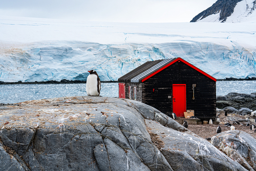 Compteur de manchots en Antarctique : cette organisation a besoin de vous pour un travail insolite