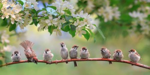 Si vous croisez ces 3 magnifiques oiseaux, c’est que le printemps est bel et bien là