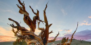 Découvrez les arbres les plus anciens au monde : Mathusalem, Alerce Milenario et Prometheus ont défié le temps !
