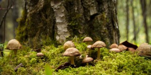 Découvrez ce champignon de jardin qui devient un redoutable chasseur de nématodes