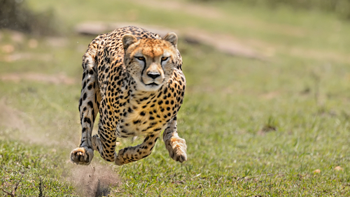Découvrez le secret de la vitesse des guépards : une nouvelle étude dévoile les raisons de leur rapidité !