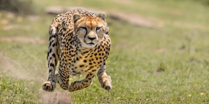 Découvrez le secret de la vitesse des guépards : une nouvelle étude dévoile les raisons de leur rapidité !