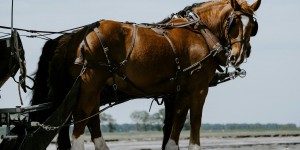 Le géant oublié: l’incroyable histoire de Sampson, le cheval colossal du XIXe siècle