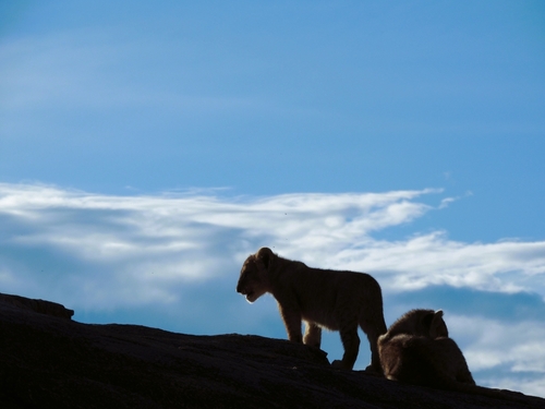 Ces lions de Tanzanie reproduisent une scène cultissime du dessin animé le Roi Lion (VIDEO)