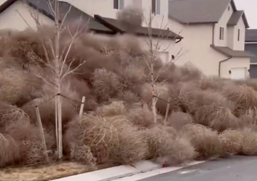 L’Utah se transforme en véritable Far West avec l’invasion de “tumbleweed”, des images surréalistes !