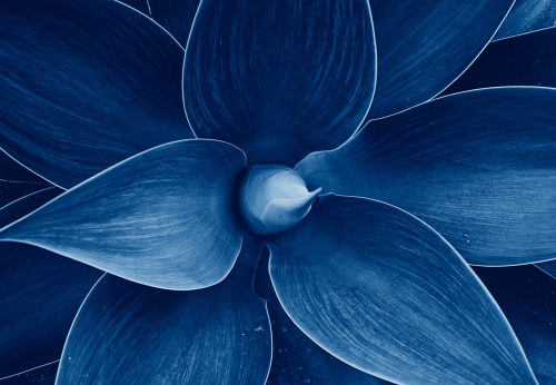 Le mystère de la rareté du bleu dans la nature dévoilé
