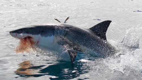 Une orque observée en train de chasser un grand requin blanc pour la première fois