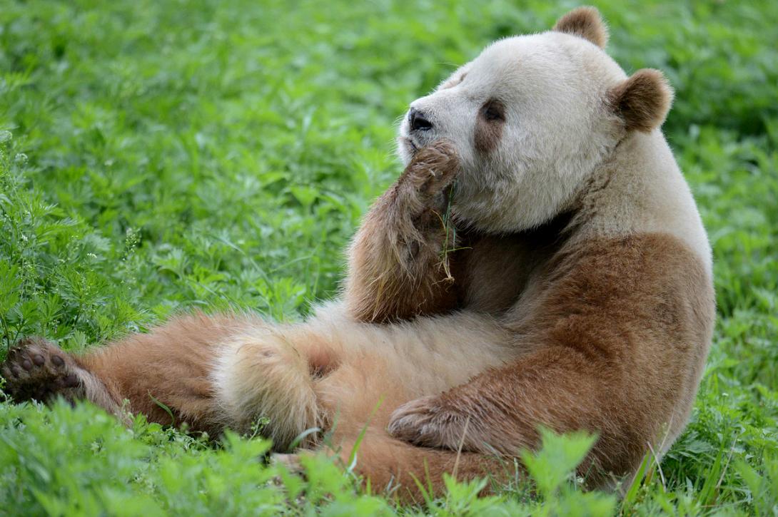 Pourquoi les pandas géants ne sont-ils pas toujours noirs et blancs ?