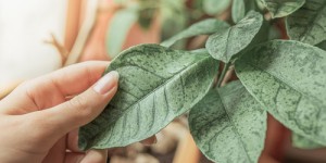 Comment les plantes se protègent-elles contre les maladies ?