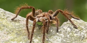 Le poids surprenant de l’araignée la plus imposante du globe, une bestiole surnommée la « mangeuse d’oiseaux »