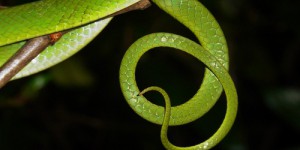 Rencontre avec l’alsophis antiguae: le serpent considéré comme le plus rare du monde